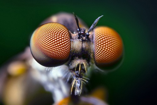 Ruồi sát thủ (Assasin Fly) có  đôi mắt khá lợi hại, sở hữu hàng ngàn ô nhỏ, giúp loài này có một tầm nhìn vượt trội để săn các loại côn trùng nhỏ hơn.